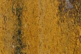 Polished Coquina Jasper Slab - India #130905-1